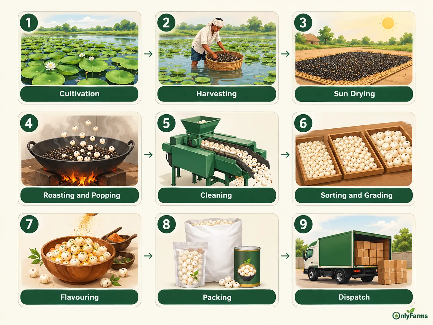 How Is Makhana Made? From Pond to Pack?