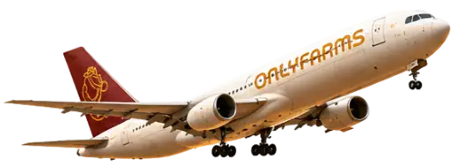 export cargo plane